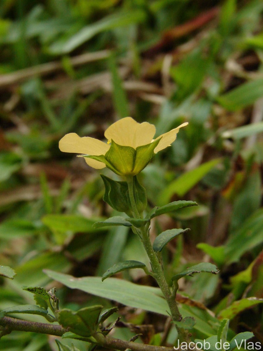 Sida rhombifolia subsp. alnifolia (L.) Ugbor.
